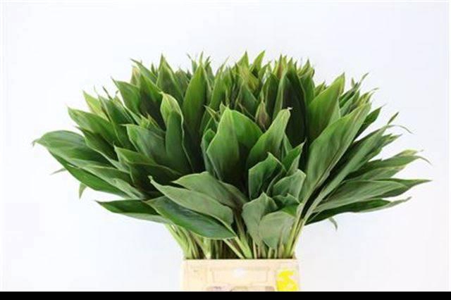 <h4>DECOGROEN GROOT BLAD</h4>