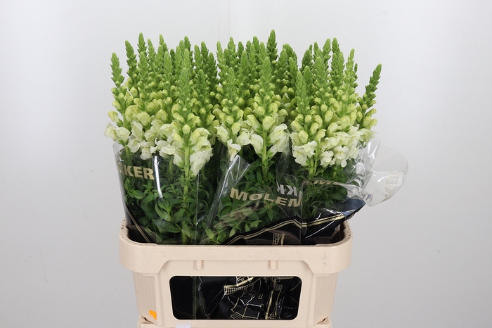 <h4>Antir Poto Ivory White</h4>
