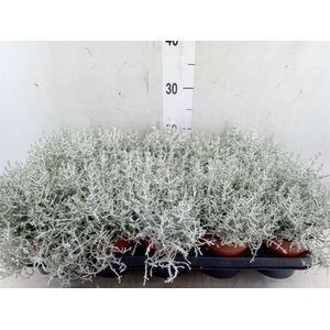Leucophyta     [Calocephalus]
