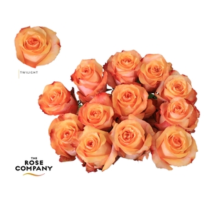Rosa Ec Twilight