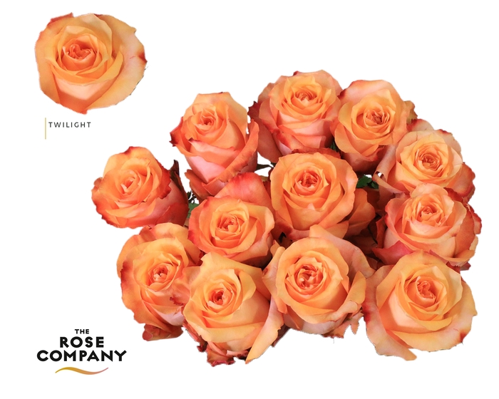 Rosa Ec Twilight