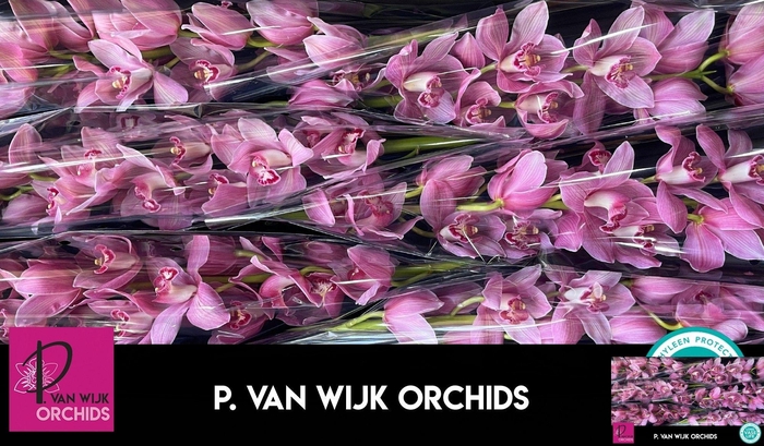 <h4>CYMB T CALSLAGEN</h4>