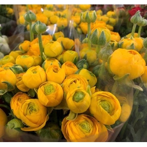 A.Ranunculus Yellow