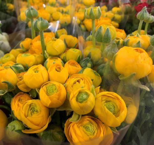 <h4>A.Ranunculus Yellow</h4>
