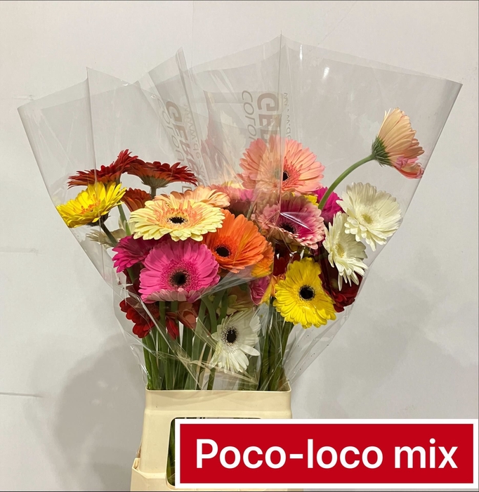 <h4>Gerbera Mix Spring Water x40</h4>