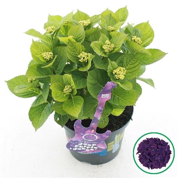 <h4>Hydrangea macr. Music Collection Deep Purple Dance®</h4>