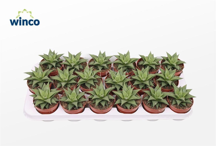 <h4>Haworthia Baylissii</h4>