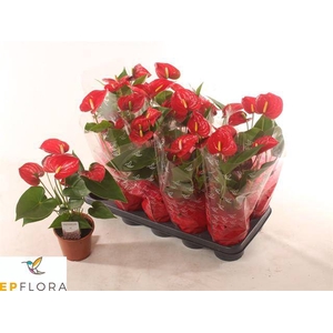 ANTHURIUM JAMBO RED P12