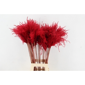 DF Miscanthus 90cm Red