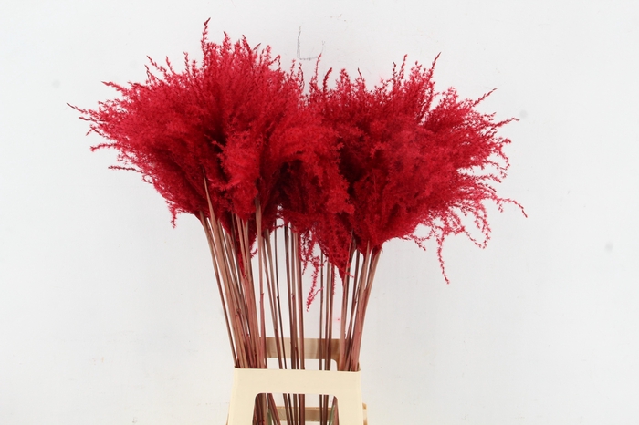 <h4>DF Miscanthus 90cm Red</h4>