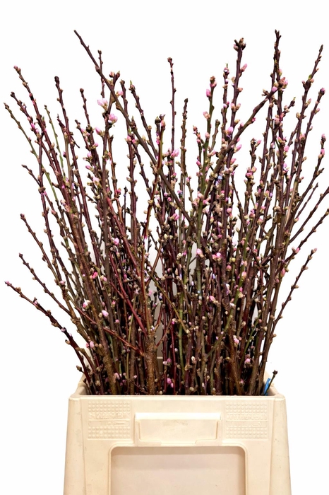 <h4>PRUNUS OV BOS</h4>