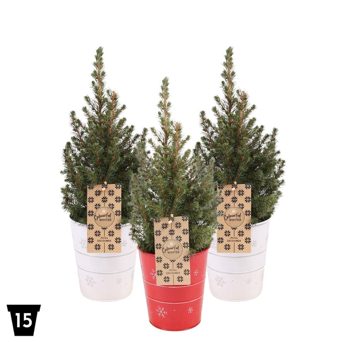 Picea Glauca December Zink Red White