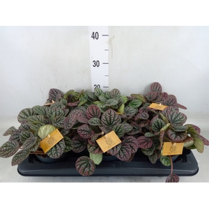 Peperomia