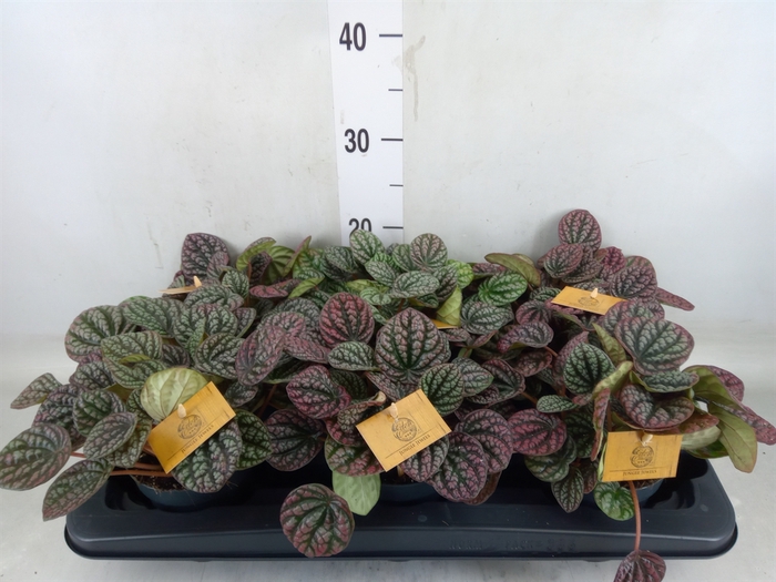 <h4>Peperomia</h4>