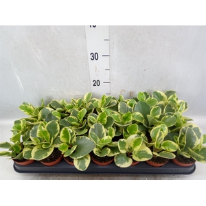 Peperomia obt. 'Variegata'