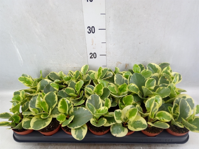 <h4>Peperomia obt. 'Variegata'</h4>