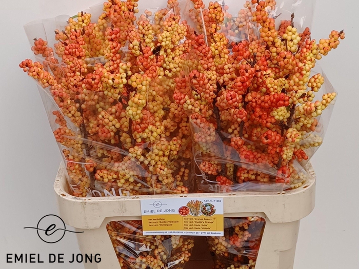 <h4>ILEX ILEXIA VICTORIA</h4>