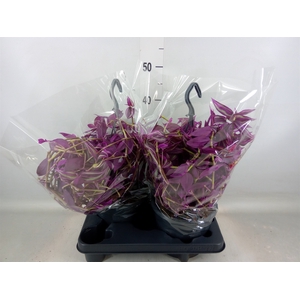 Tradescantia zebr. 'Pink Paradise'