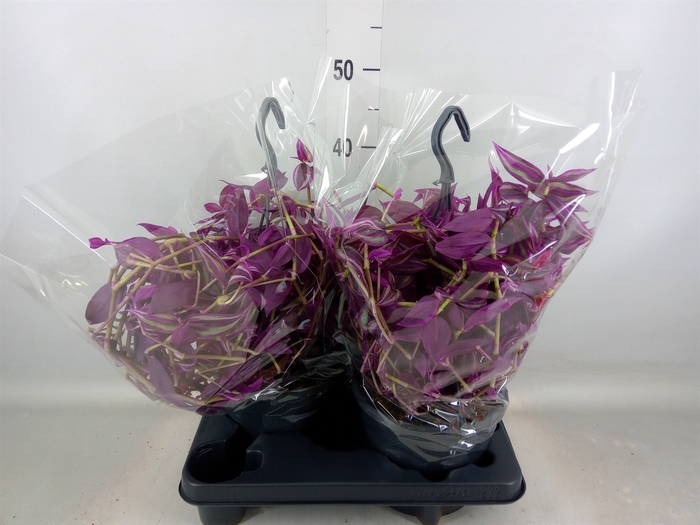 <h4>Tradescantia zebr. 'Pink Paradise'</h4>