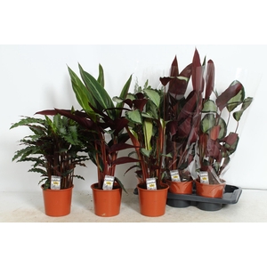 Calathea gemengd 4 soorten