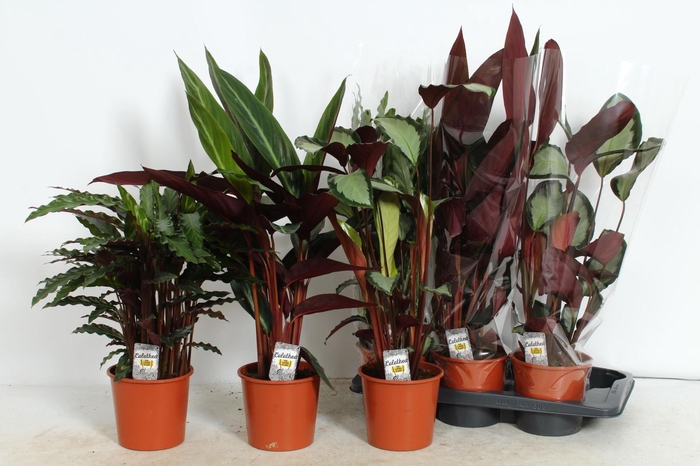 <h4>Calathea gemengd 4 soorten</h4>