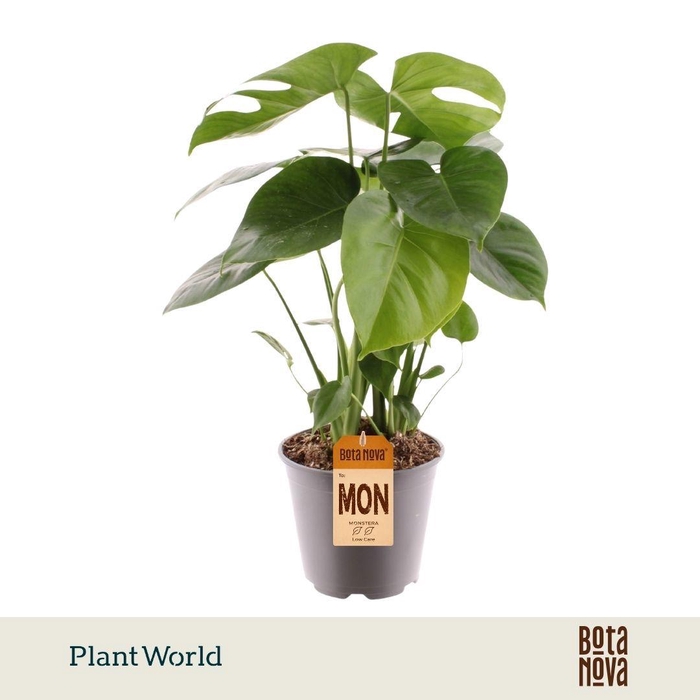 <h4>Monstera deliciosa</h4>