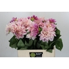 Dahlia Cafe Au Lait