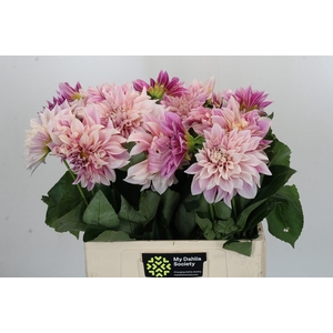 Dahlia Cafe Au Lait