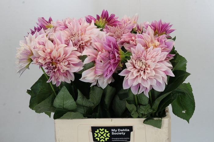 Dahlia Cafe Au Lait