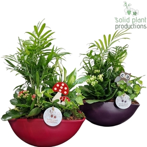 SC005 Eyleen Purple/Red Actie Mix 4PP