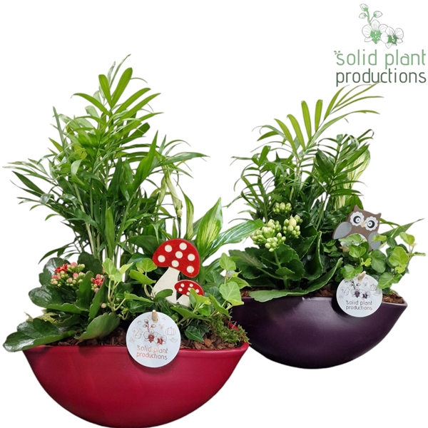 <h4>SC005 Eyleen Purple/Red Actie Mix 4PP</h4>