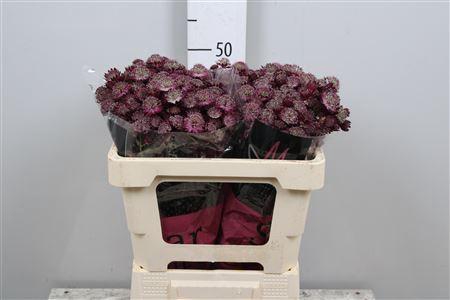 <h4>Astrantia major 'Star of Love'</h4>