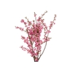 FOLH CEREJEIRA JAPONESA
