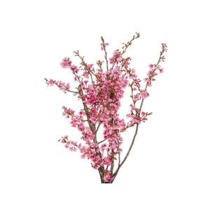 FOLH CEREJEIRA JAPONESA