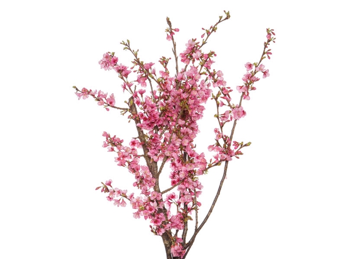 <h4>FOLH CEREJEIRA JAPONESA</h4>