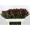 Leucadendron Saf Sunset Dark Red