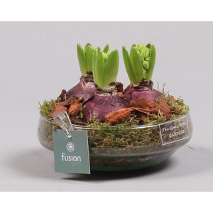 Green Bottle Iris Small met Hyacinten