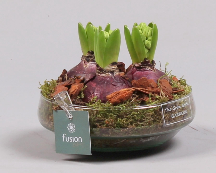 <h4>Green Bottle Iris Small met Hyacinten</h4>