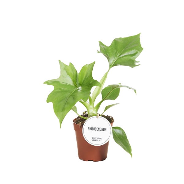 <h4>Philodendron Warszewiczii</h4>