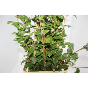 FOLHAGEM CAMELIA