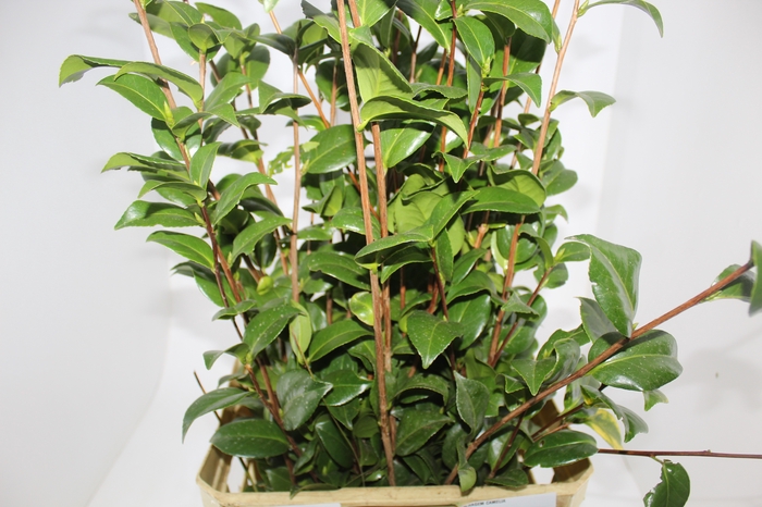 <h4>FOLHAGEM CAMELIA</h4>