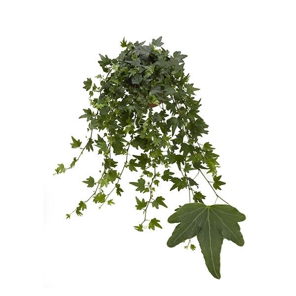 <h4>Hedera helix 'Sjoelle'</h4>