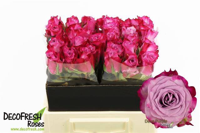 <h4>R GR DEEP PURPLE</h4>