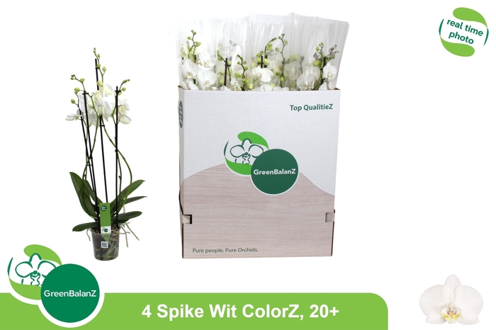 <h4>PHAL OV WIT</h4>