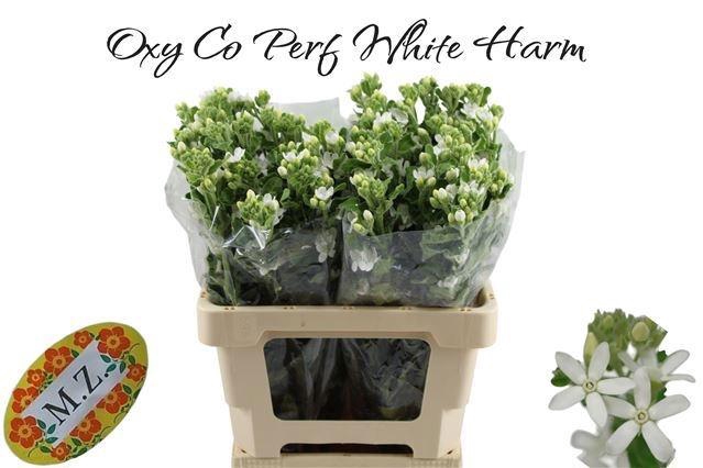 <h4>OXY CO PERF WHI HARM</h4>