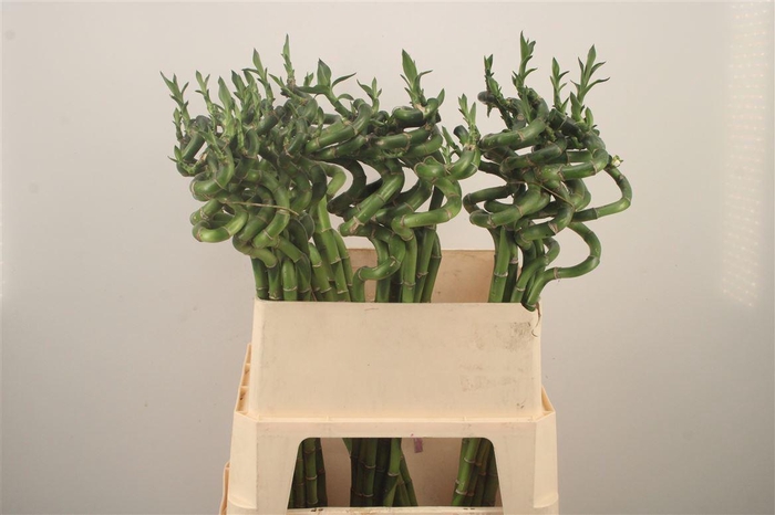 <h4>Drac S Lucky Bamboo</h4>