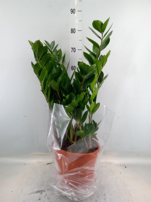 <h4>Zamioculcas zamiifolia</h4>