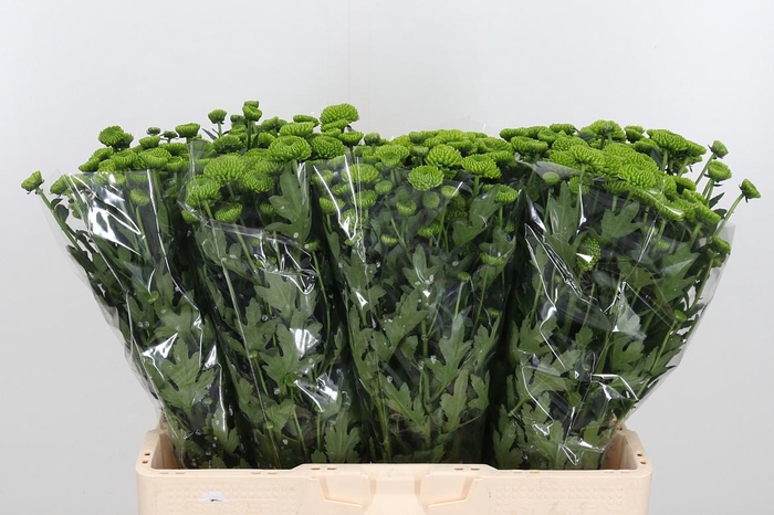 <h4>Chr S Aaa Peptalk</h4>