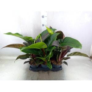Philodendron   ...