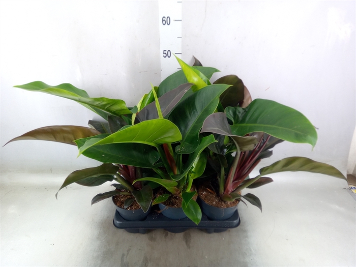 <h4>Philodendron   ...</h4>